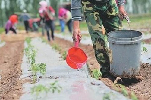 西红柿种植时间和方法，及西红柿种植的注意事项