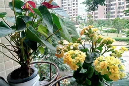 长寿浇点青菜水，10天黄花变橙花，竟然越开越精致！