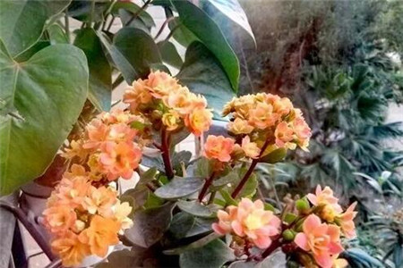 长寿浇点青菜水，10天黄花变橙花，竟然越开越精致！