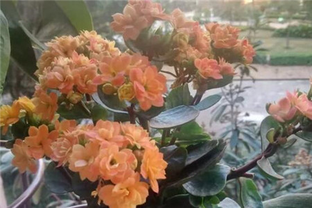 长寿浇点青菜水，10天黄花变橙花，竟然越开越精致！