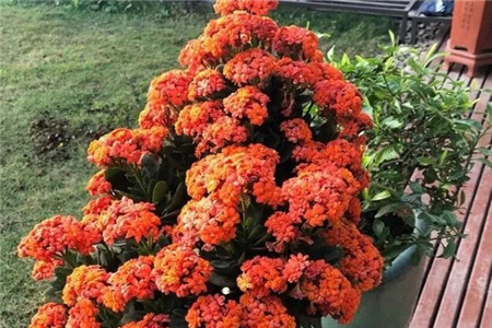 长寿浇点青菜水，10天黄花变橙花，竟然越开越精致！