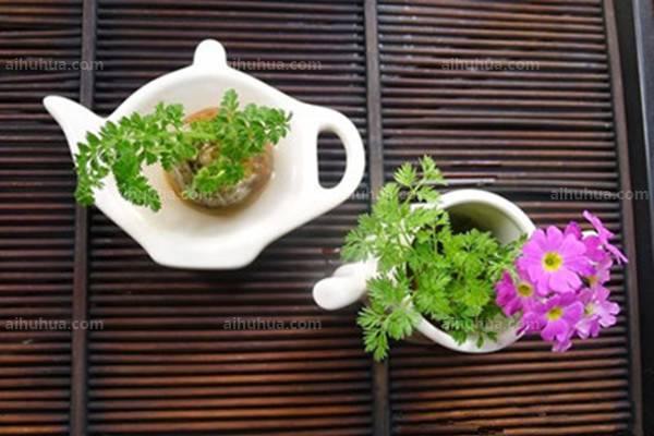 怎么DIY胡萝卜盆栽？