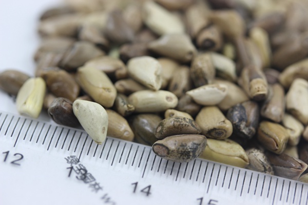 什么时间种植墨西哥玉米草种子比较好？