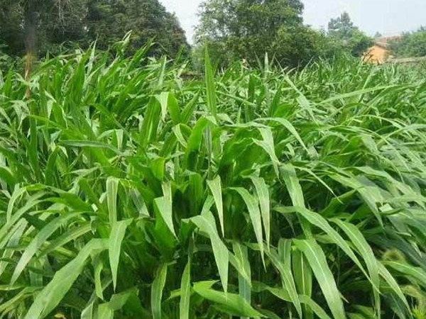 什么时间种植墨西哥玉米草种子比较好？