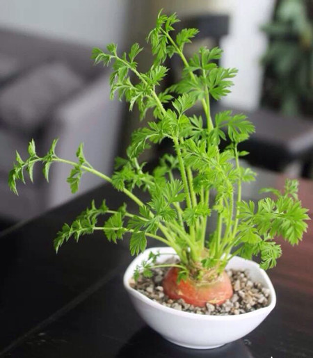 怎么DIY胡萝卜盆栽？