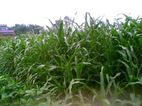 什么时间种植墨西哥玉米草种子比较好？