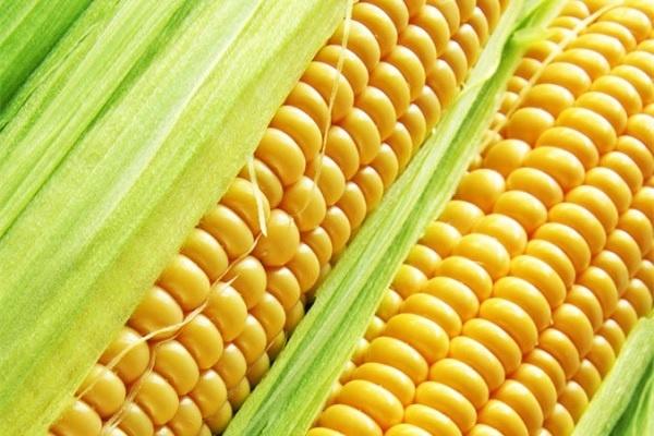 玉米施加钙肥的最佳时间 什么时候使用合适