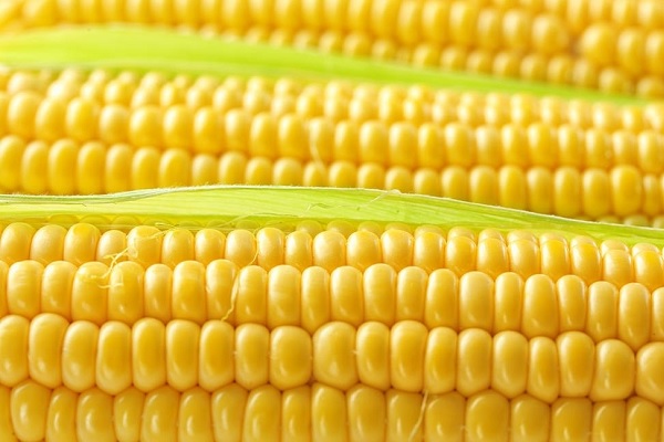 玉米施加钙肥的最佳时间 什么时候使用合适
