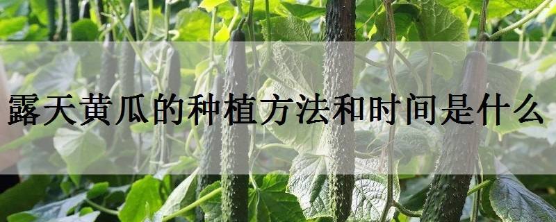 露天黄瓜的种植方法和时间是什么