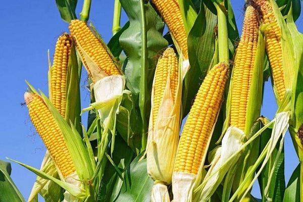 芸苔素内酯玉米可喷几次 几叶时可以使用