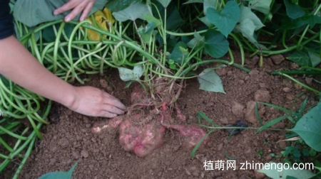 红薯，番薯，地瓜的栽种方法图