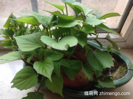 红薯，番薯，地瓜的栽种方法图