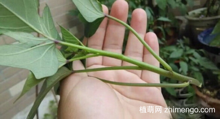 红薯，番薯，地瓜的栽种方法图