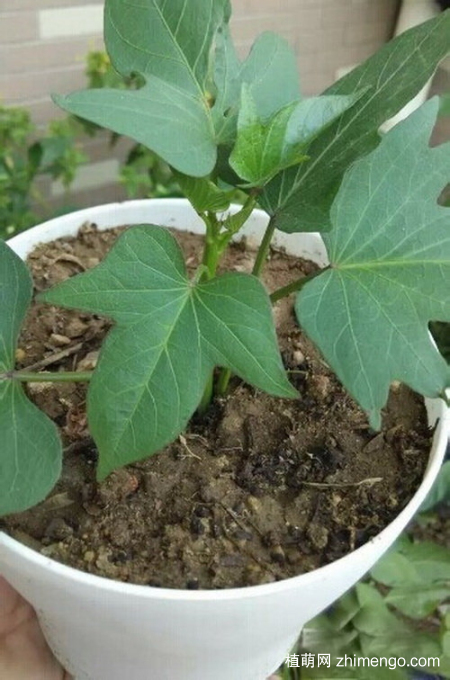 红薯，番薯，地瓜的栽种方法图