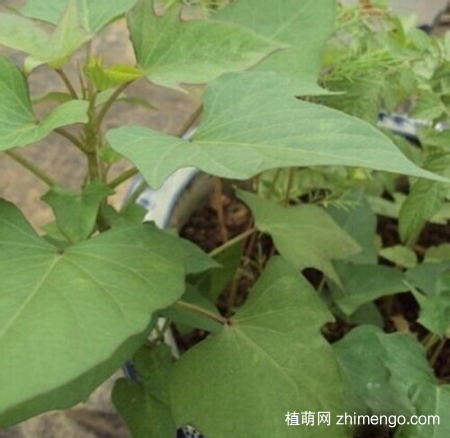 红薯，番薯，地瓜的栽种方法图