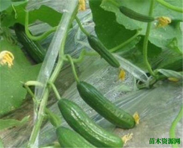 水果黄瓜的种植时间和管理方法 水果黄瓜是转基因的吗