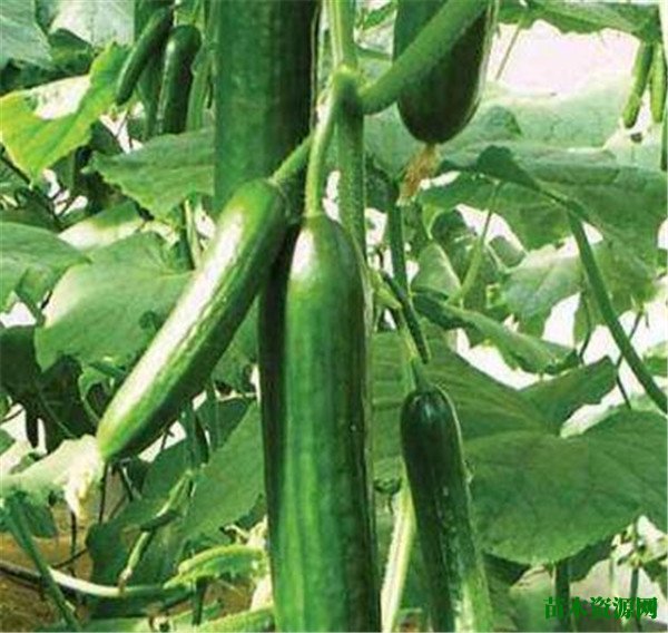 水果黄瓜的种植时间和管理方法 水果黄瓜是转基因的吗