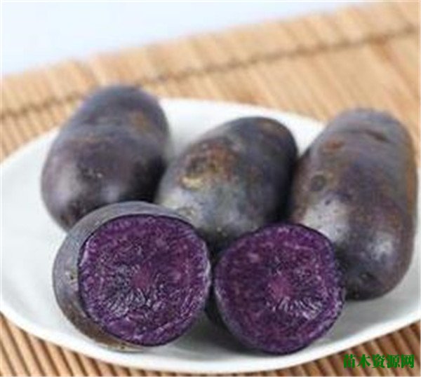 紫土豆的功效与作用 紫土豆和紫薯一样吗