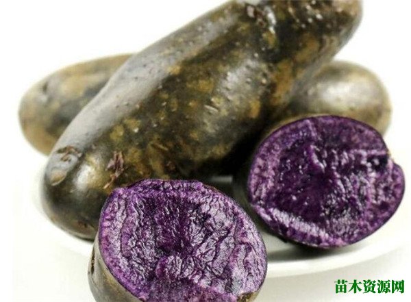 紫土豆的功效与作用 紫土豆和紫薯一样吗