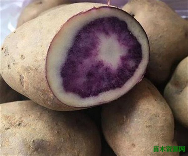 紫土豆的功效与作用 紫土豆和紫薯一样吗