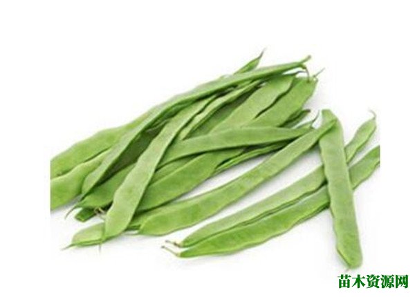 刀豆的图片功效与作用 刀豆土豆的做法