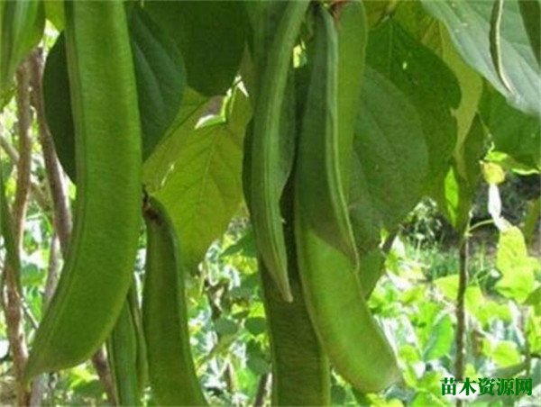 刀豆的图片功效与作用 刀豆土豆的做法