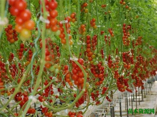 西红柿种子什么时候种 西红柿种植技术与管理方法