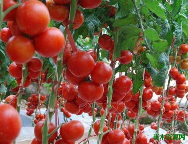 西红柿种子什么时候种 西红柿种植技术与管理方法
