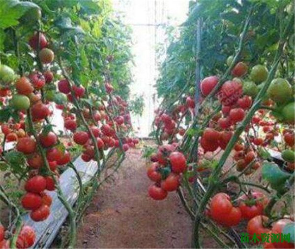 西红柿种子什么时候种 西红柿种植技术与管理方法