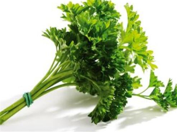 欧芹和香菜味道一样吗 欧芹种植方法和注意事项
