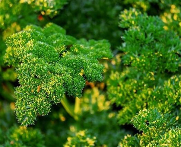 欧芹和香菜味道一样吗 欧芹种植方法和注意事项