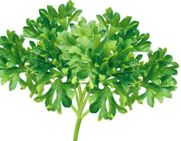 欧芹和香菜味道一样吗 欧芹种植方法和注意事项