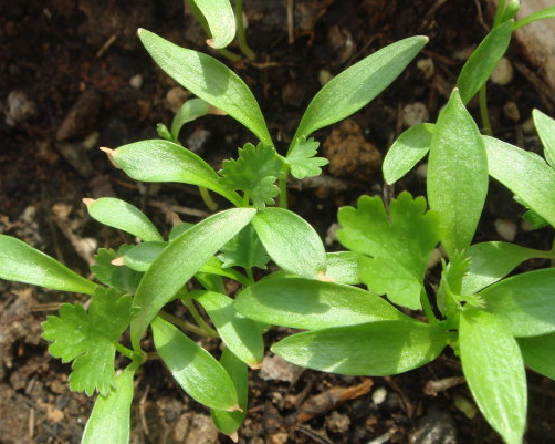 香菜的种植时间是什么时候？