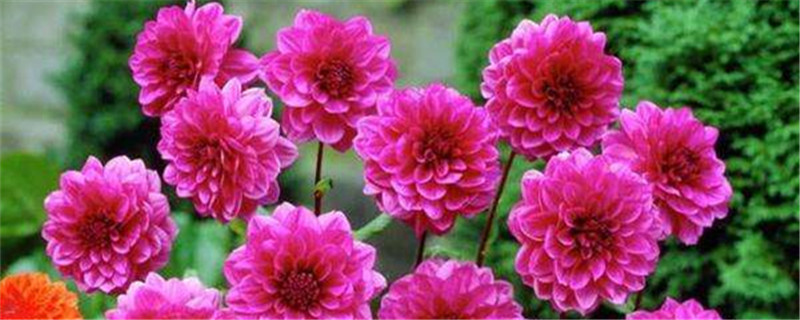 地瓜花怎么养殖