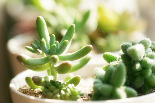 多肉植物夏天怎么养 怎么浇水是关键