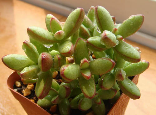 多肉植物夏天怎么养 怎么浇水是关键