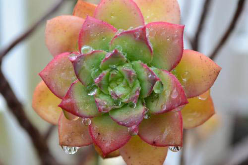 多肉植物夏天怎么养 怎么浇水是关键