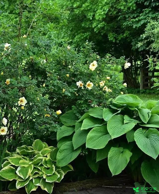玉簪、矾根、彩叶草 夏季五色盘！