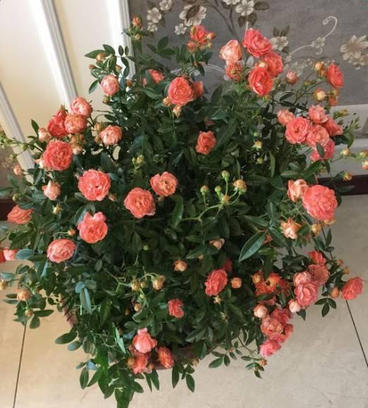 趁着冬天给花剪2刀，冬天再冷都冻不死，明天春天花开满枝