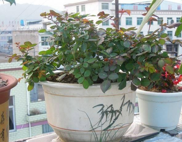 趁着冬天给花剪2刀，冬天再冷都冻不死，明天春天花开满枝