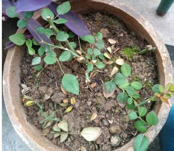 趁着冬天给花剪2刀，冬天再冷都冻不死，明天春天花开满枝
