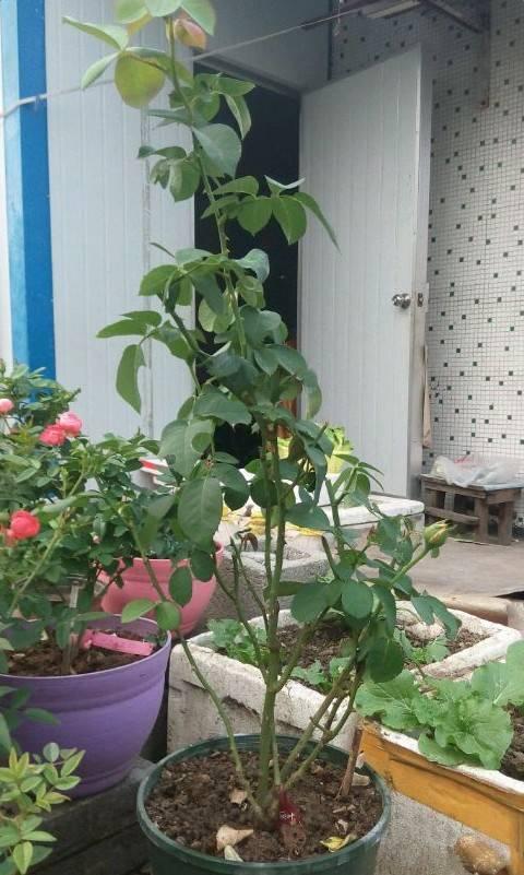 趁着冬天给花剪2刀，冬天再冷都冻不死，明天春天花开满枝