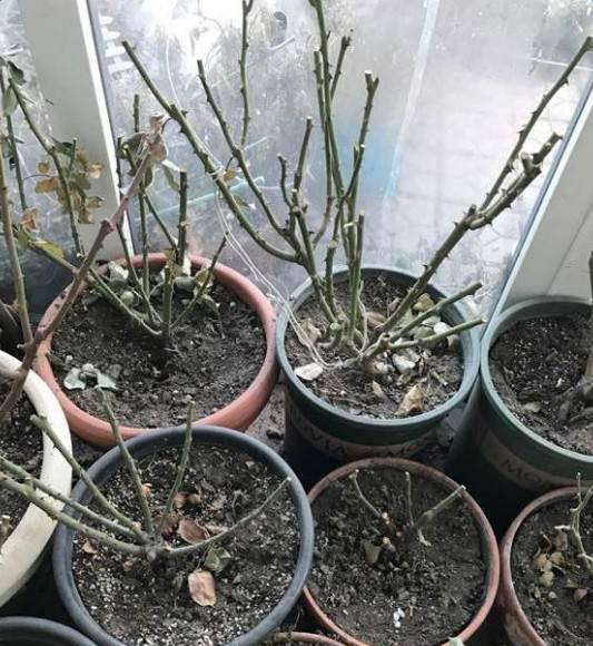 趁着冬天给花剪2刀，冬天再冷都冻不死，明天春天花开满枝