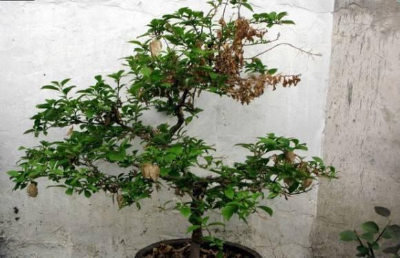 趁着冬天给花剪2刀，冬天再冷都冻不死，明天春天花开满枝
