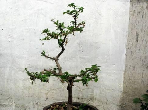 趁着冬天给花剪2刀，冬天再冷都冻不死，明天春天花开满枝