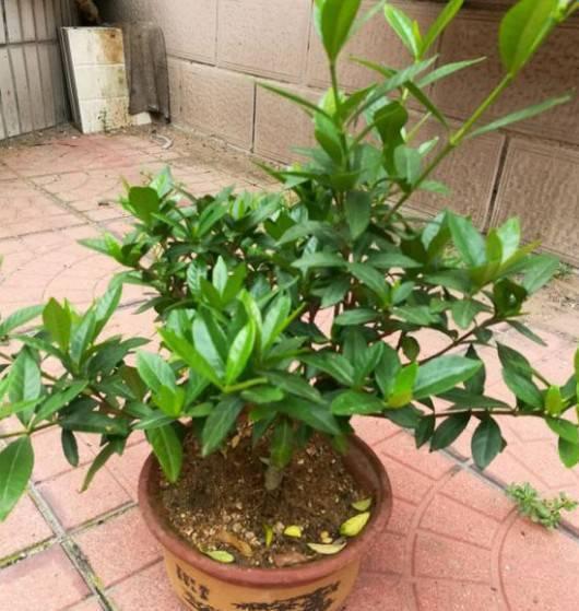 趁着冬天给花剪2刀，冬天再冷都冻不死，明天春天花开满枝