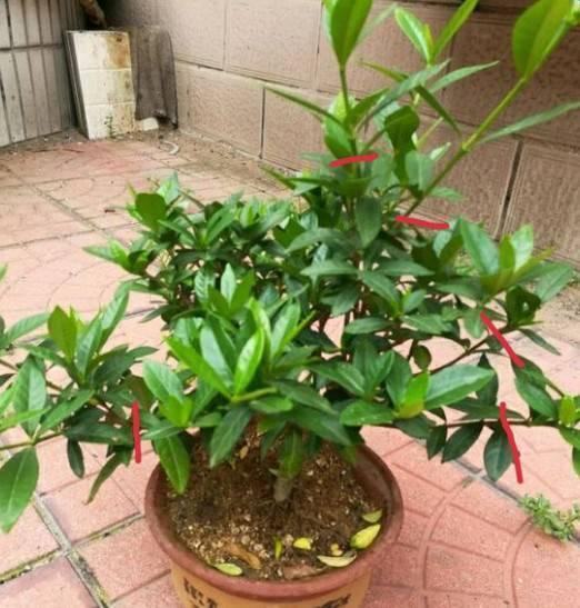 趁着冬天给花剪2刀，冬天再冷都冻不死，明天春天花开满枝