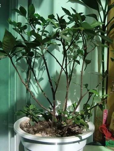 趁着冬天给花剪2刀，冬天再冷都冻不死，明天春天花开满枝