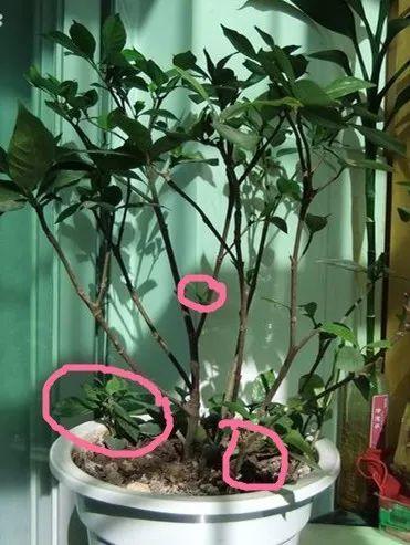 趁着冬天给花剪2刀，冬天再冷都冻不死，明天春天花开满枝