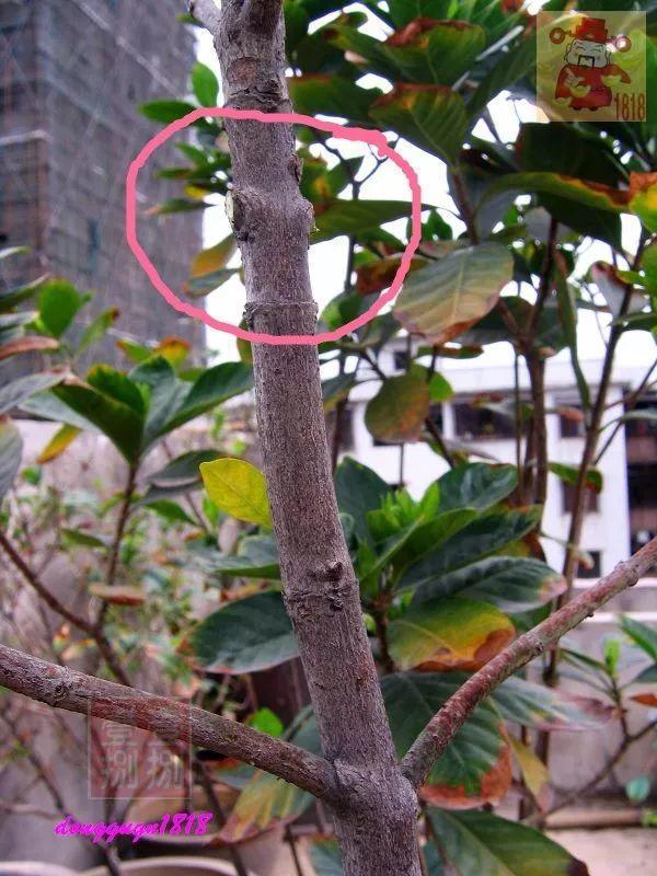 趁着冬天给花剪2刀，冬天再冷都冻不死，明天春天花开满枝